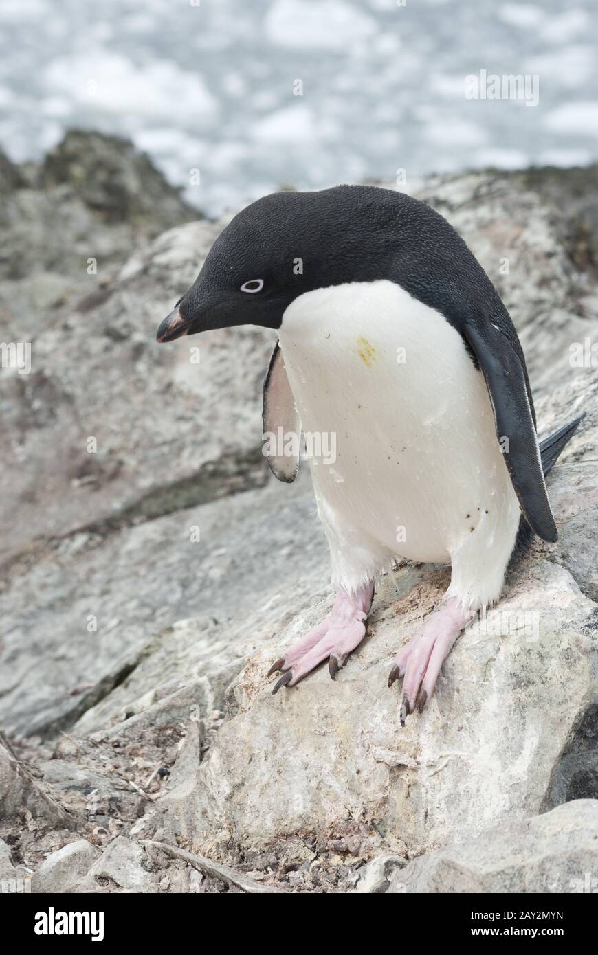 Adelie Penguin before you leap. Stock Photo