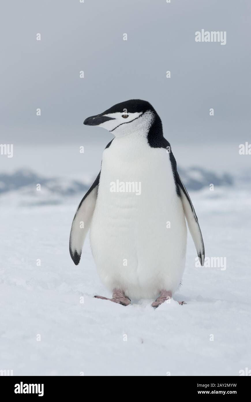 Antarctic penguin winter overcast day. Stock Photo