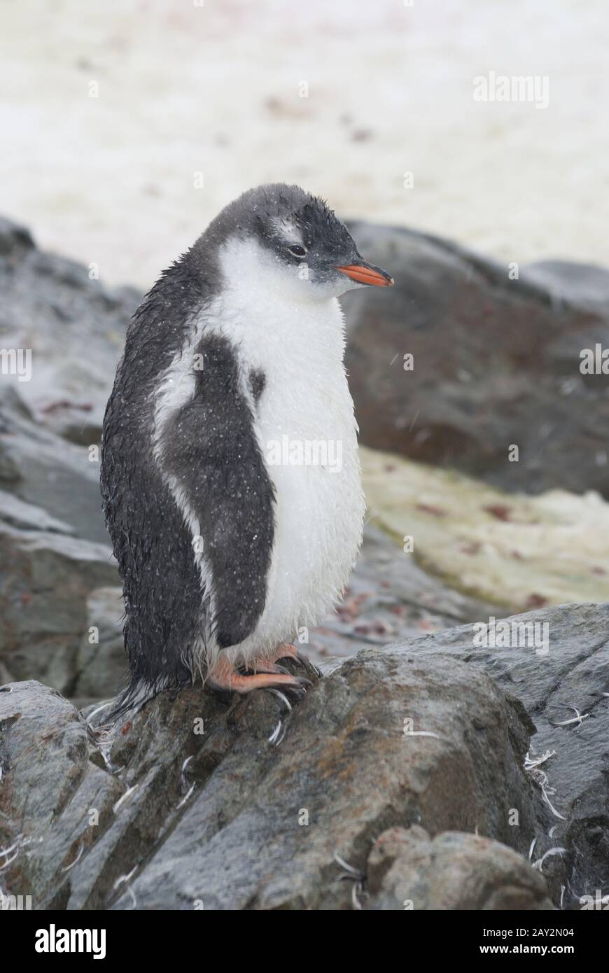 Gentoo penguin chick in the rain. Stock Photo