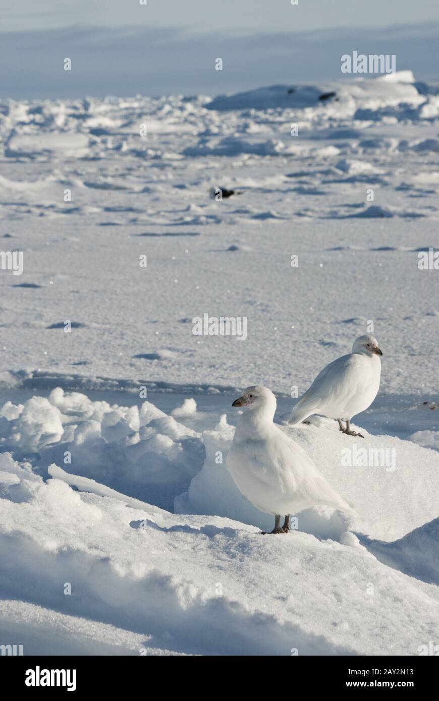A pair of white snowy plover in Antarctica. Stock Photo