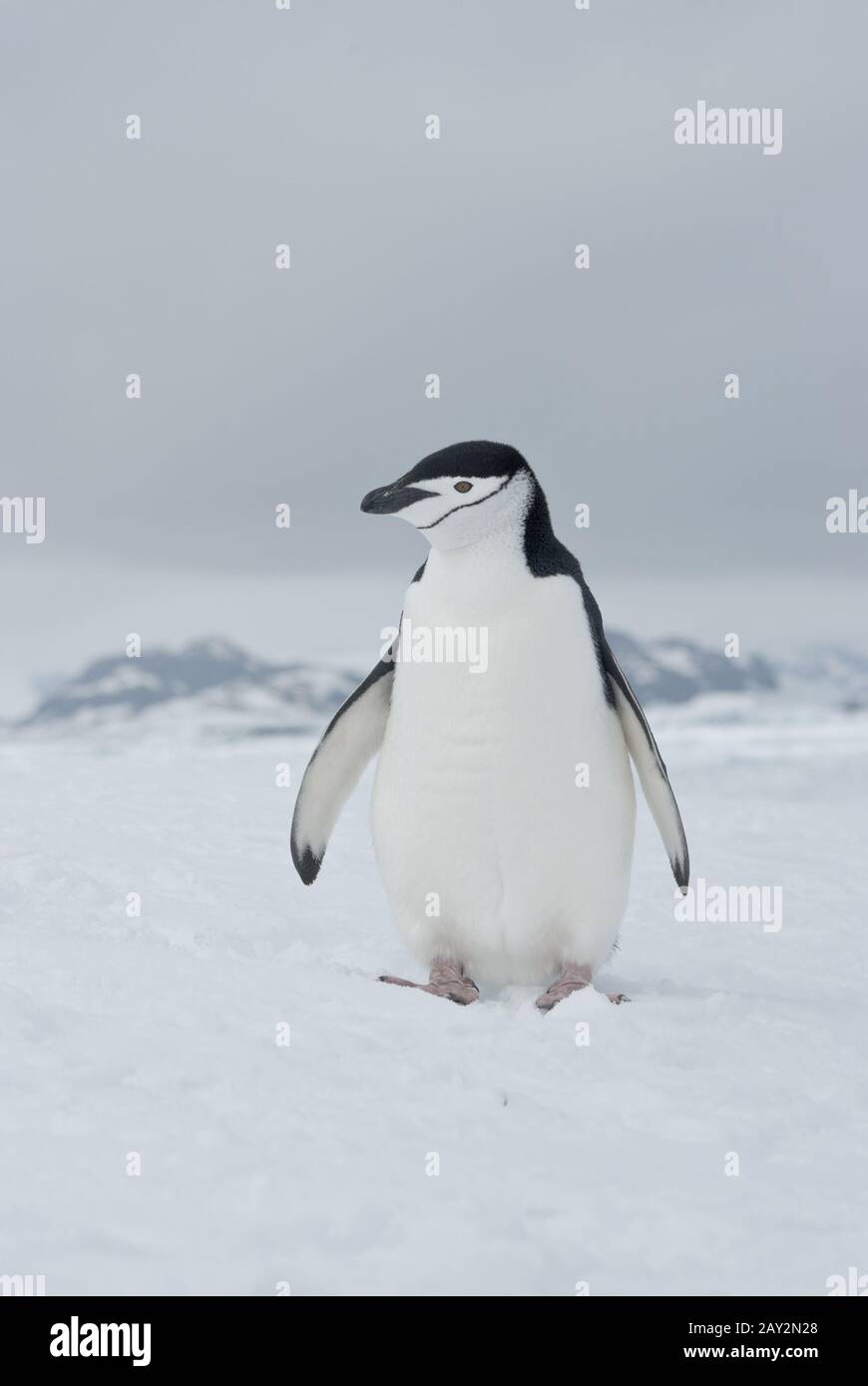 Antarctic penguin overcast day. Stock Photo