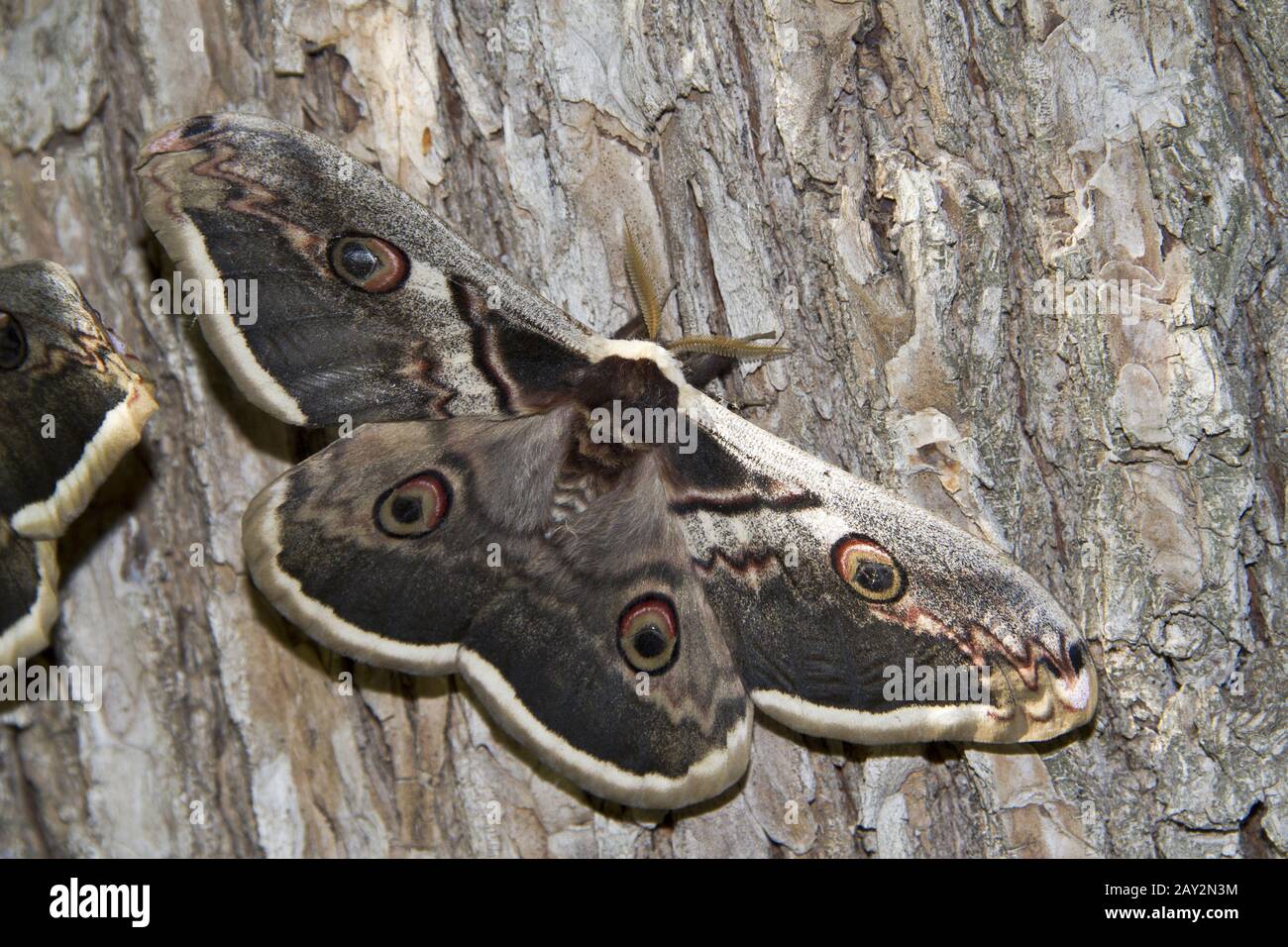 Great Peacock Moth or Giant Emperor Moth. Stock Photo