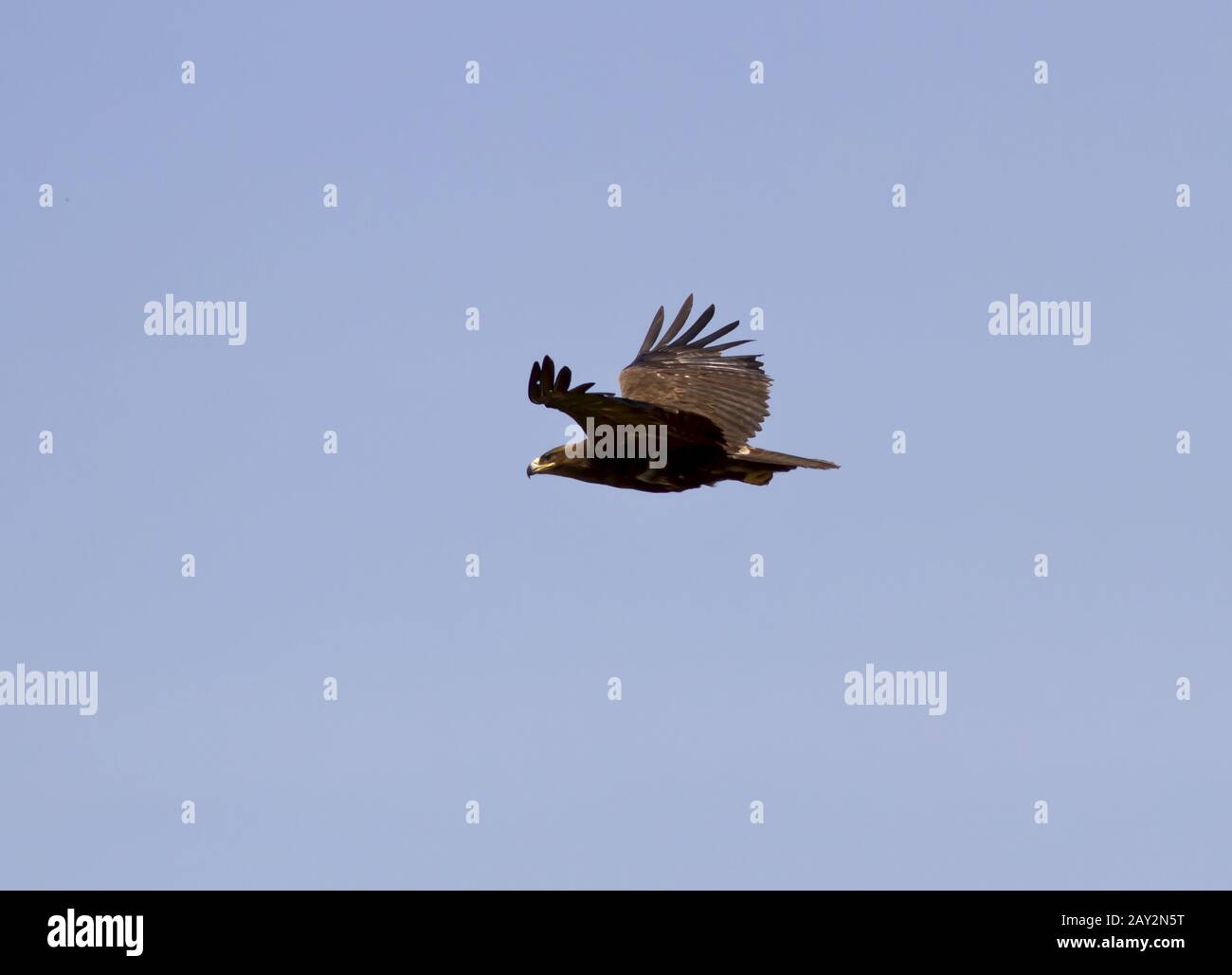 Steppe Eagle soaring over the steppe. Stock Photo