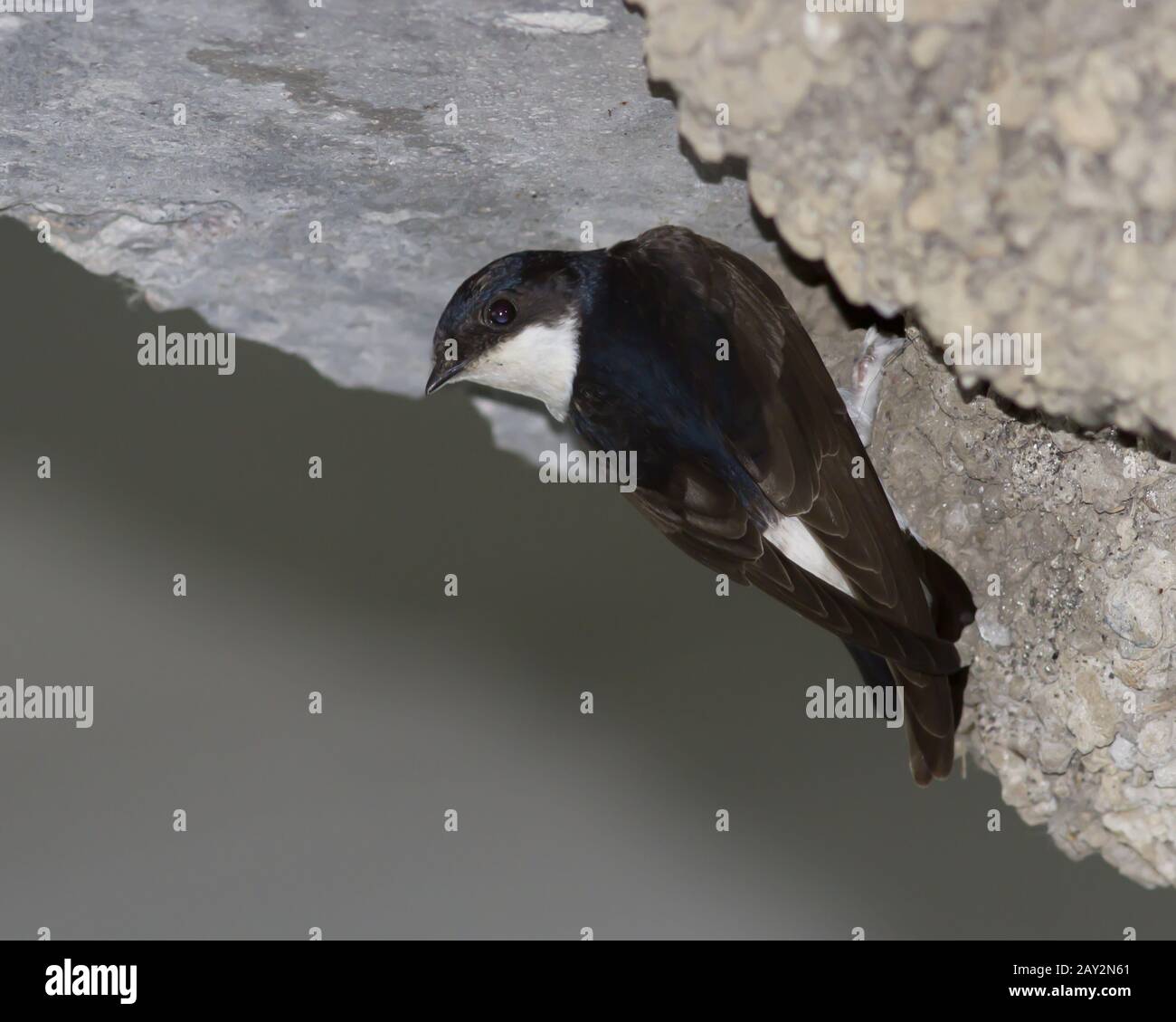 Hanging birds nest hires stock photography and images Alamy