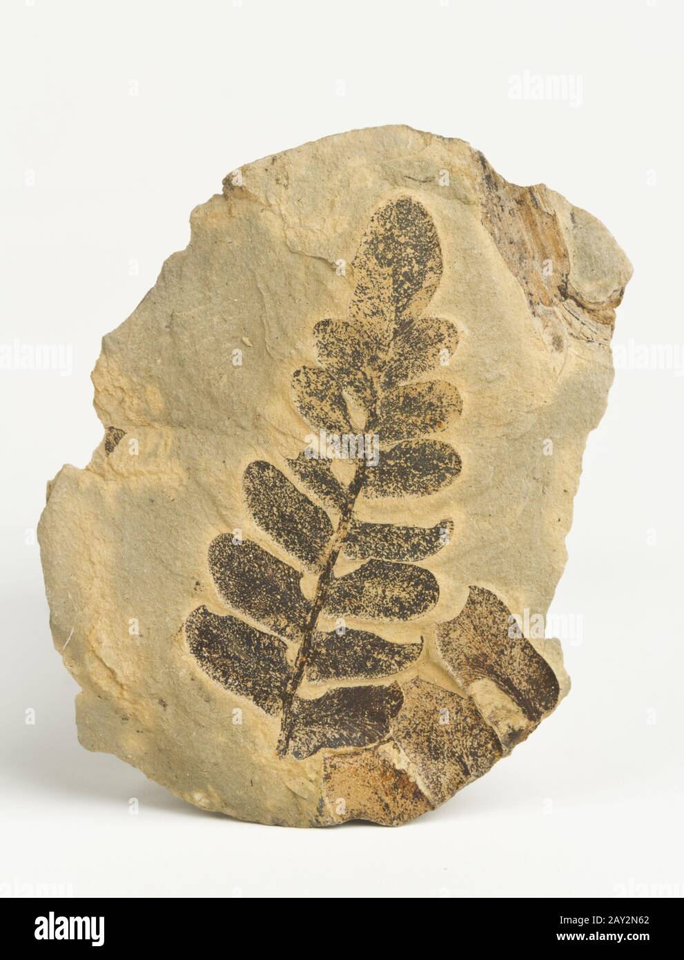 Carboniferous plants imprint. Stock Photo