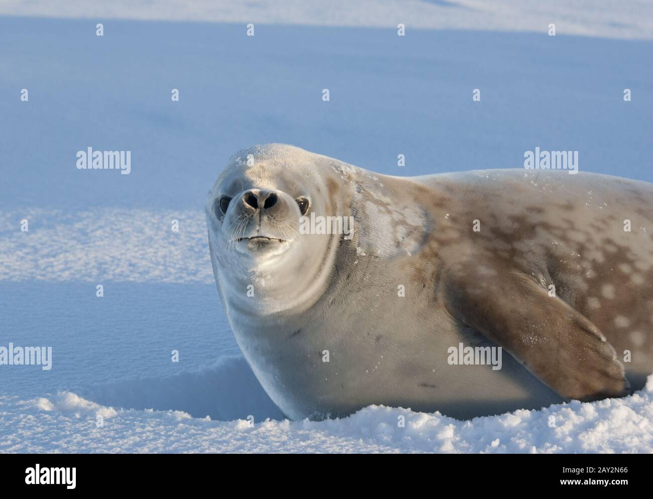 Portrait snarling crabeater seal on a sunny day. Stock Photo