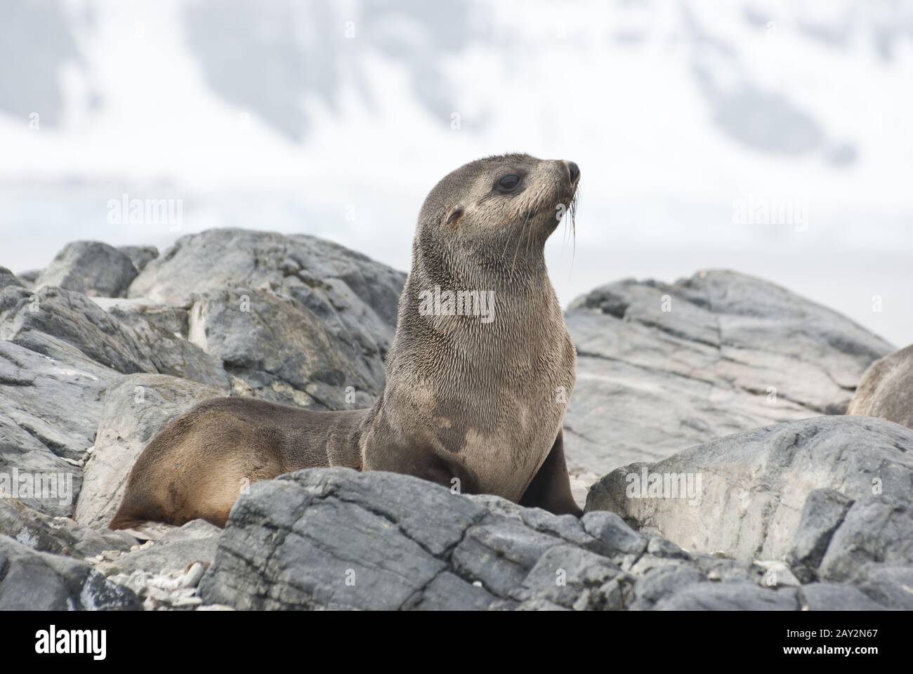 Fur Seal sitting on a rock island Antarctic. Stock Photo