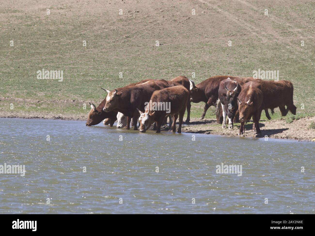 Kalmyk breed bulls on watering. Stock Photo