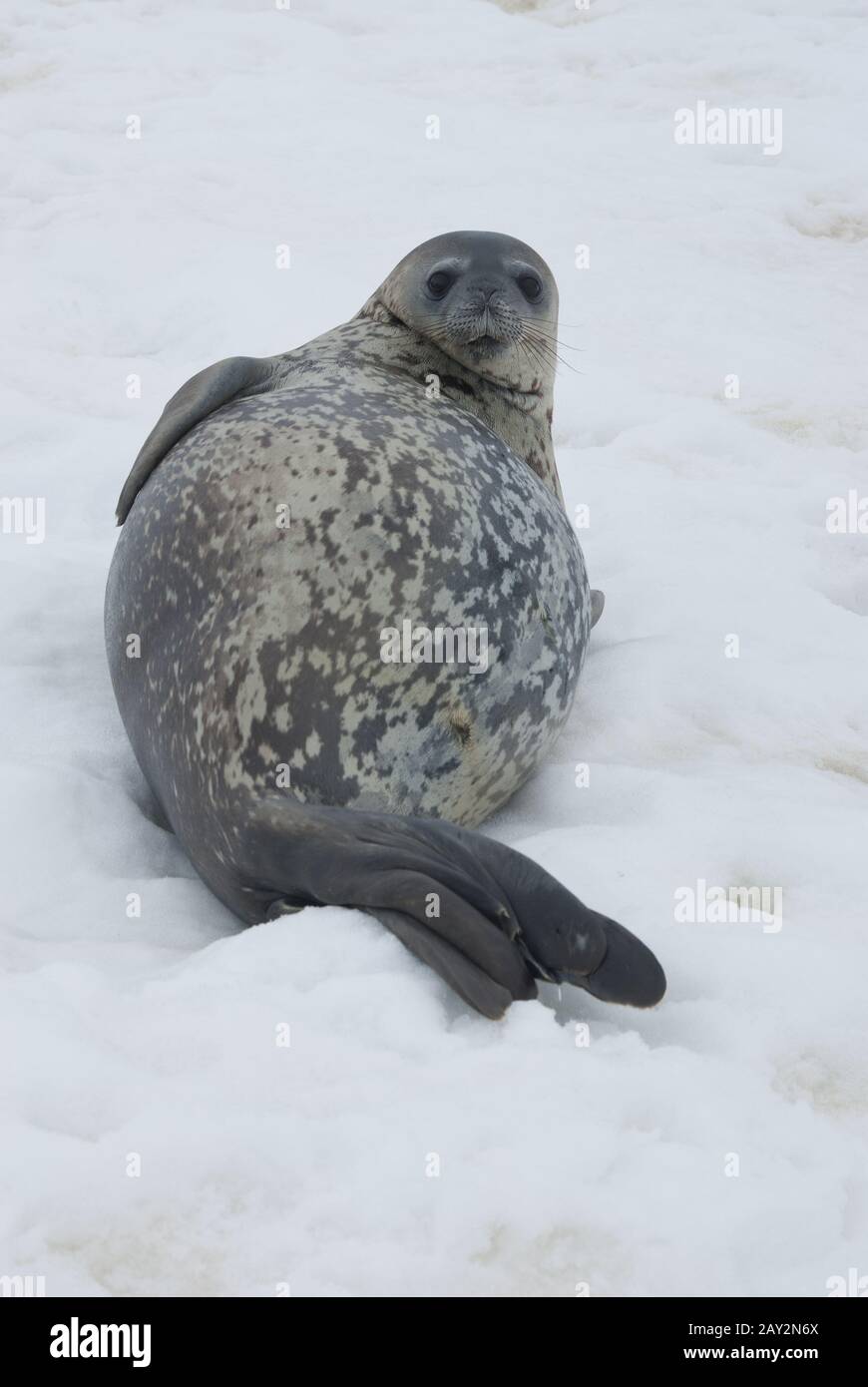 Weddell seals resting on the ice. Stock Photo
