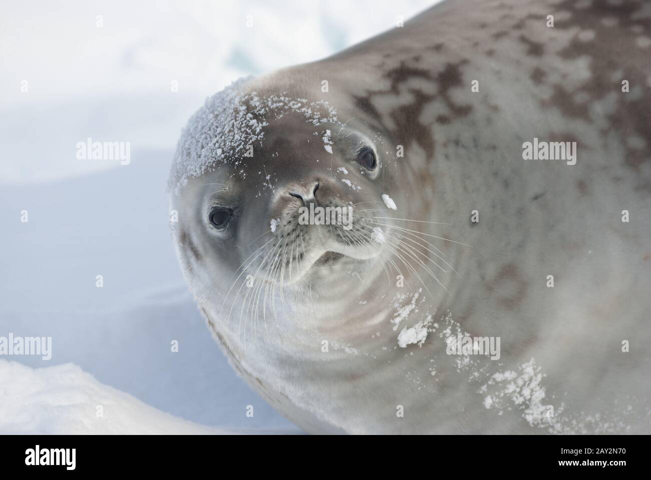 Portrait of crabeater seal lying on the ice. Stock Photo