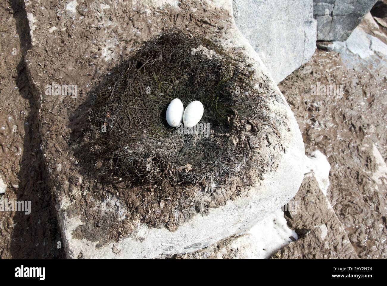 Antarctic blue-eyed cormorant nest with incomplete laying. Stock Photo