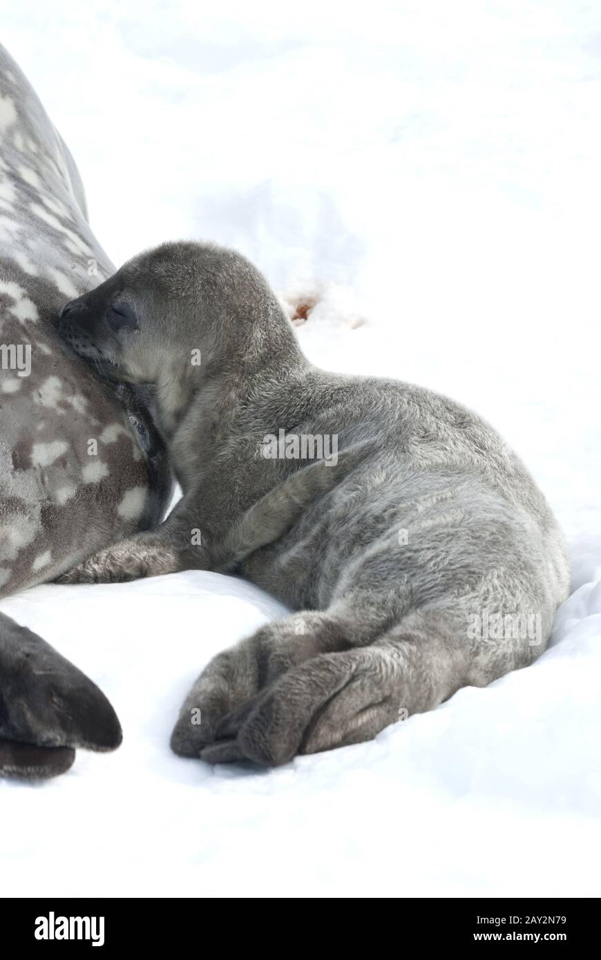 Weddell seal pups milk lactating. Stock Photo