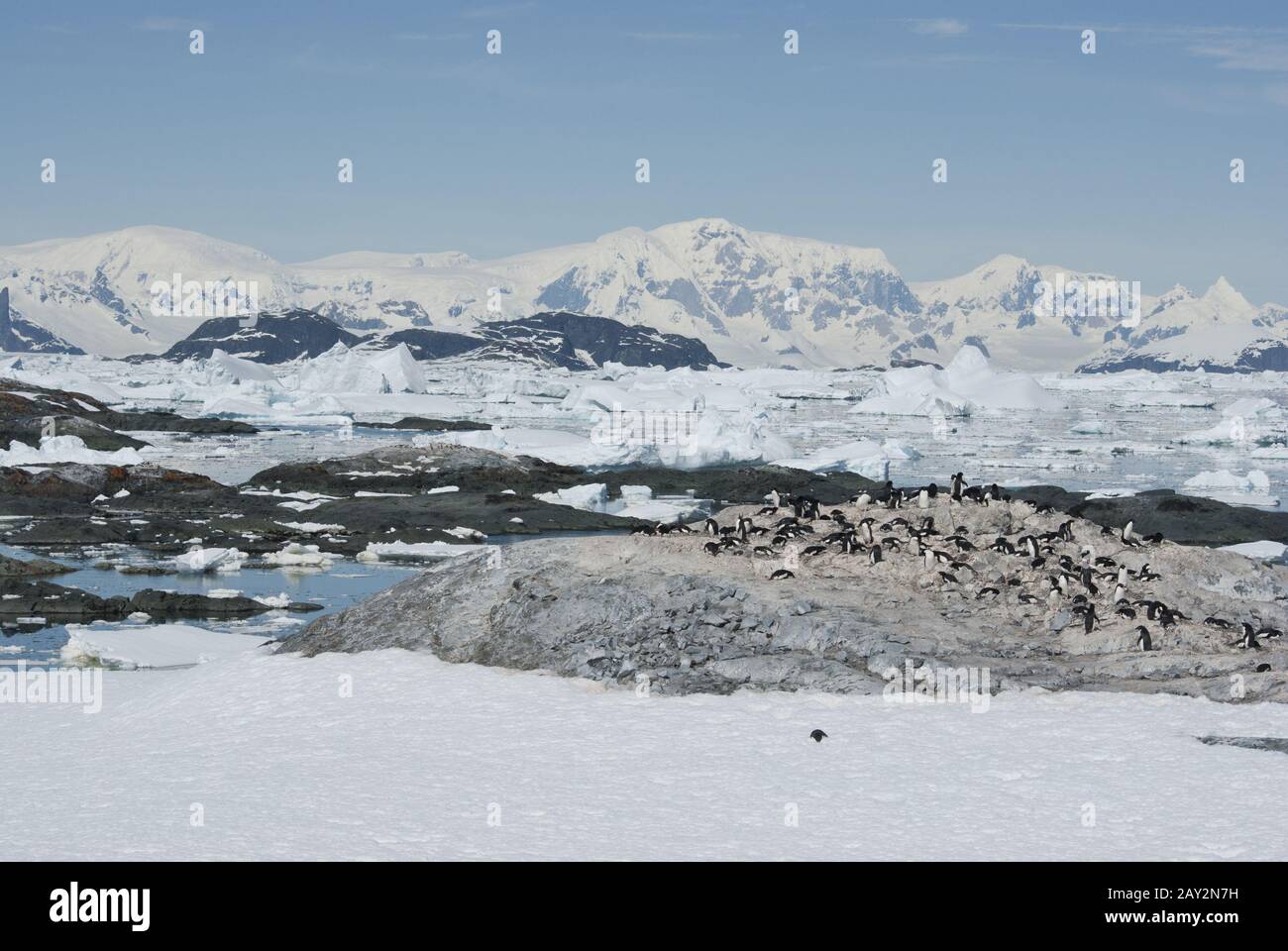 Adelie penguin colony on a deserted island Antarctic Stock Photo - Alamy