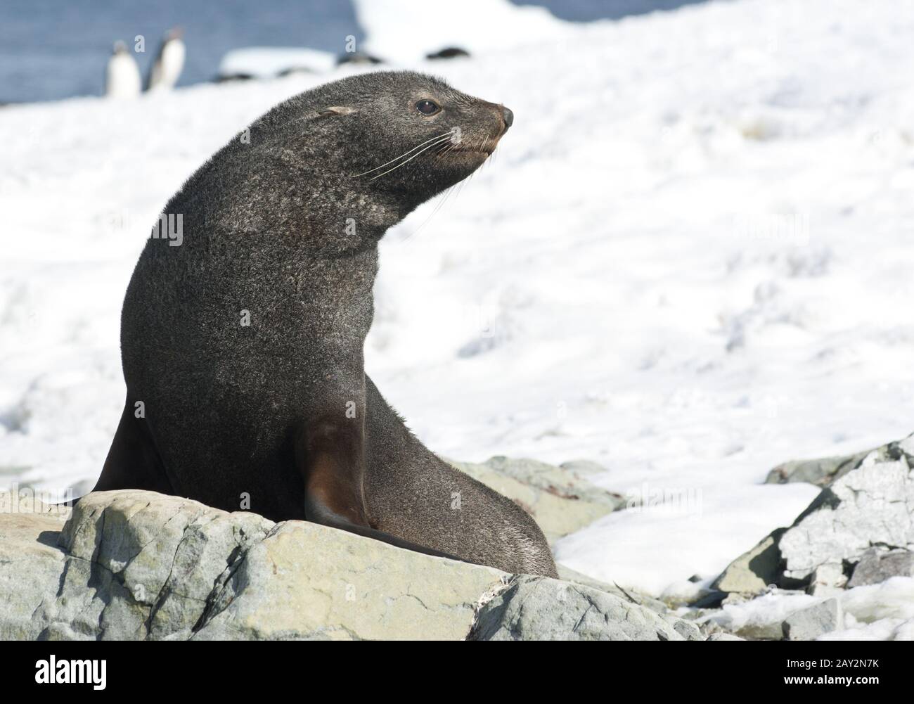 Fur seals sitting on a rock on the beach. Stock Photo