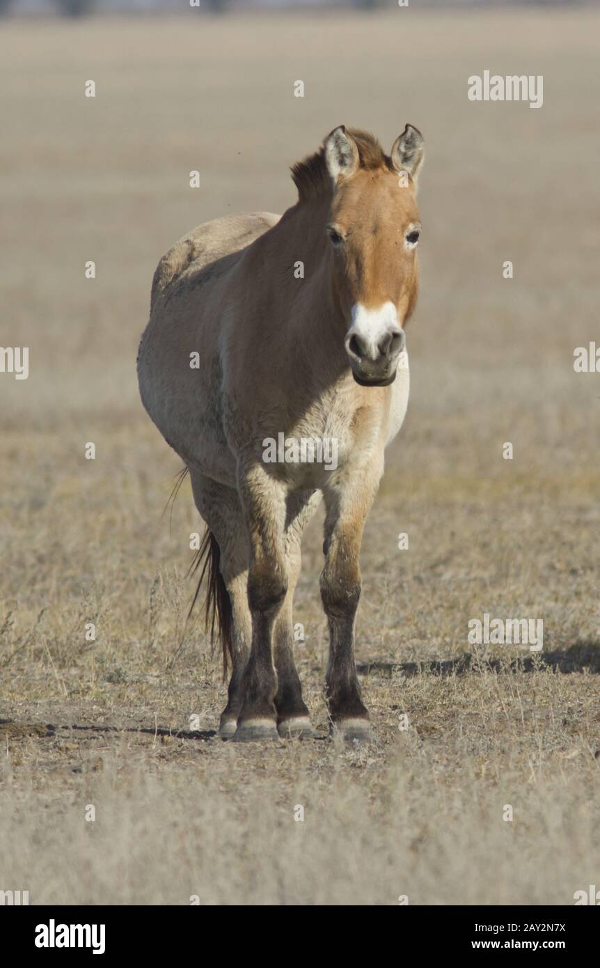 Przewalski's horse standing in the desert. Stock Photo