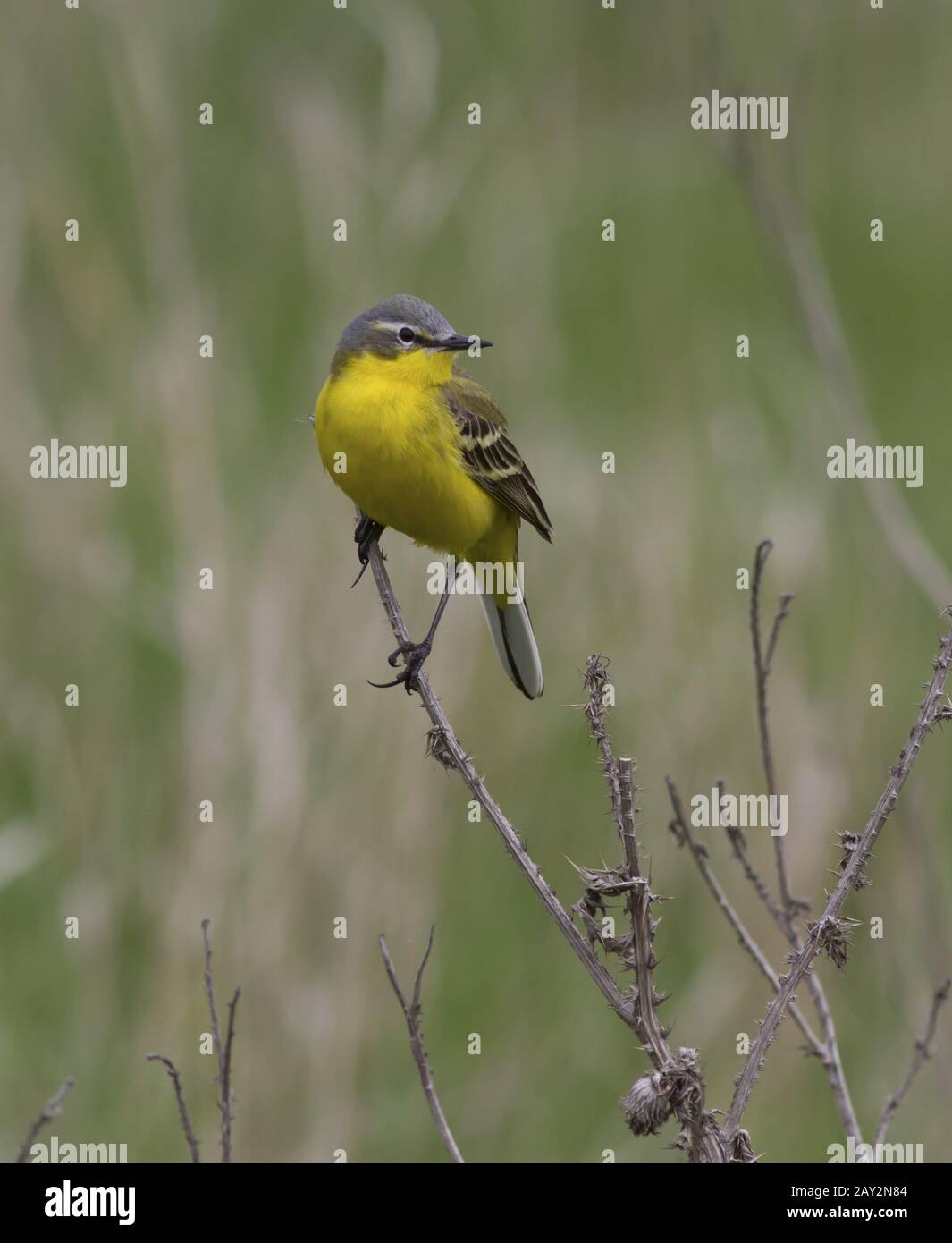 Male yellow wagtail sitting on a dead branch of grass. Stock Photo