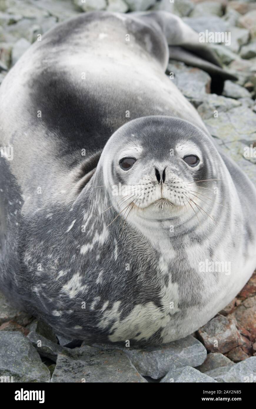 Portrait of Weddell seals on the rocks of the tide in the spring. Stock Photo