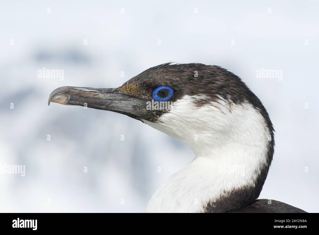 Portrait of a young Antarctic blue-eyed cormorants. Stock Photo