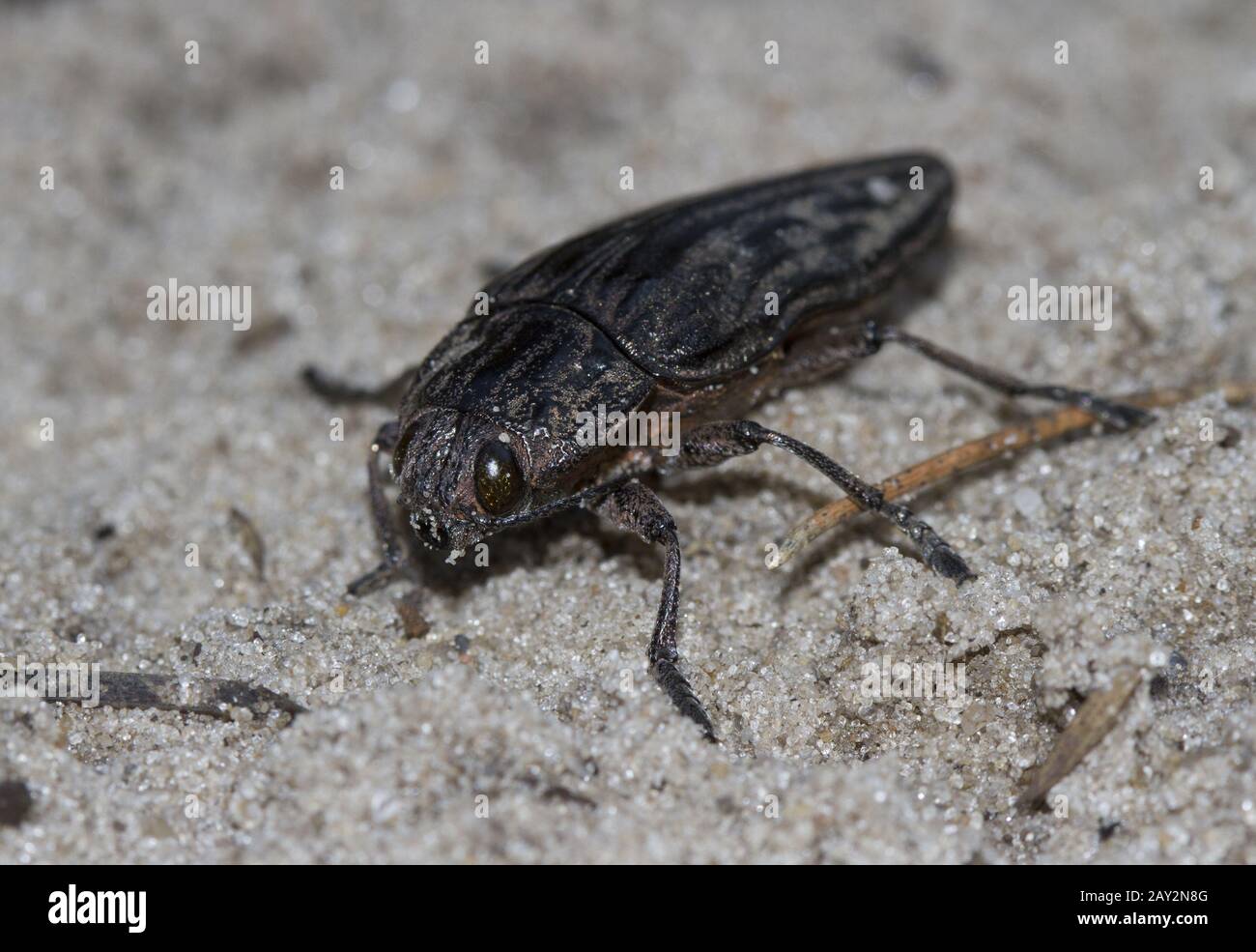 Buprestidae crawling on Pessoa in a pine forest. Stock Photo