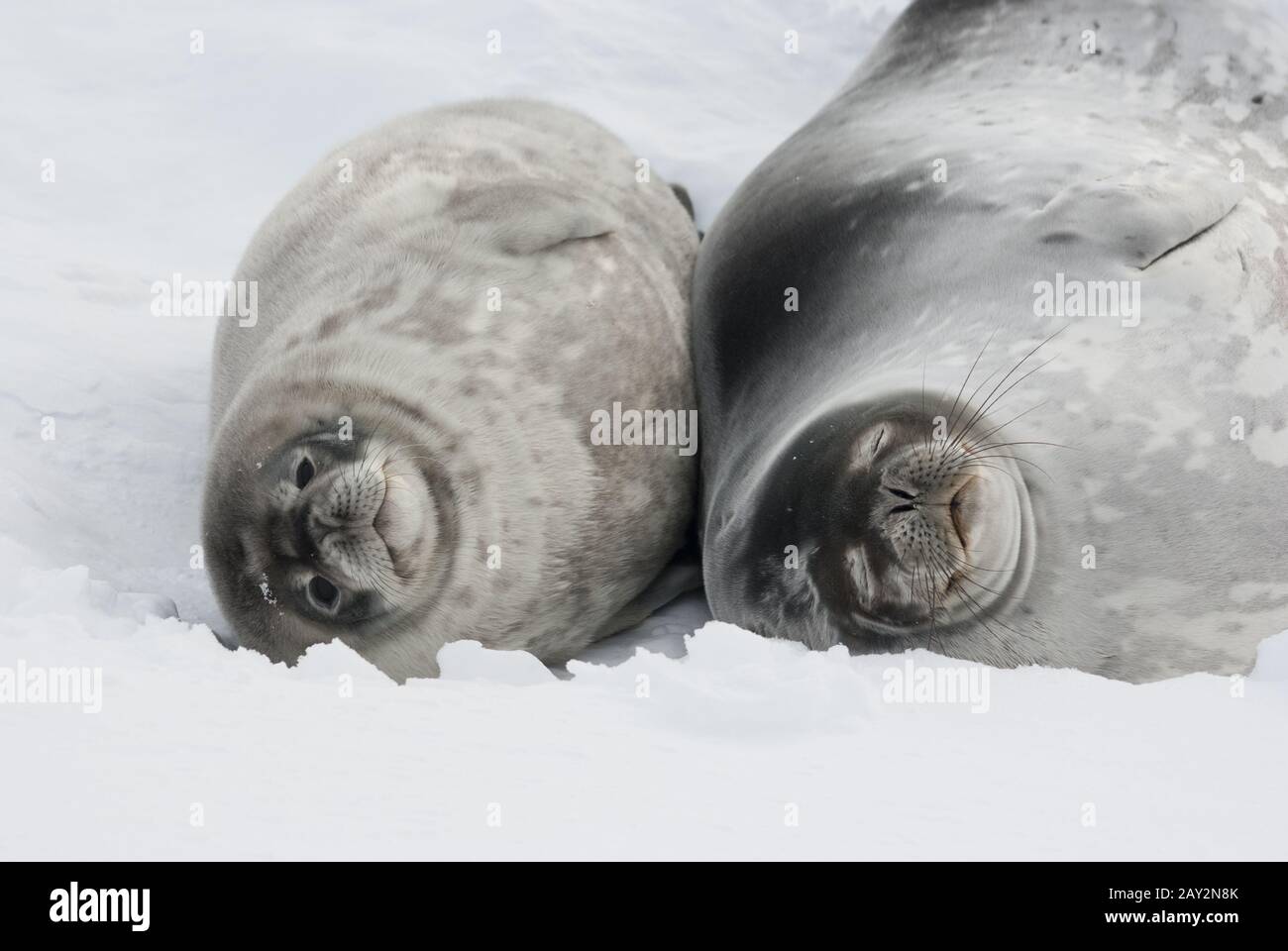 Female and baby Weddell seal lying in the snow. Stock Photo