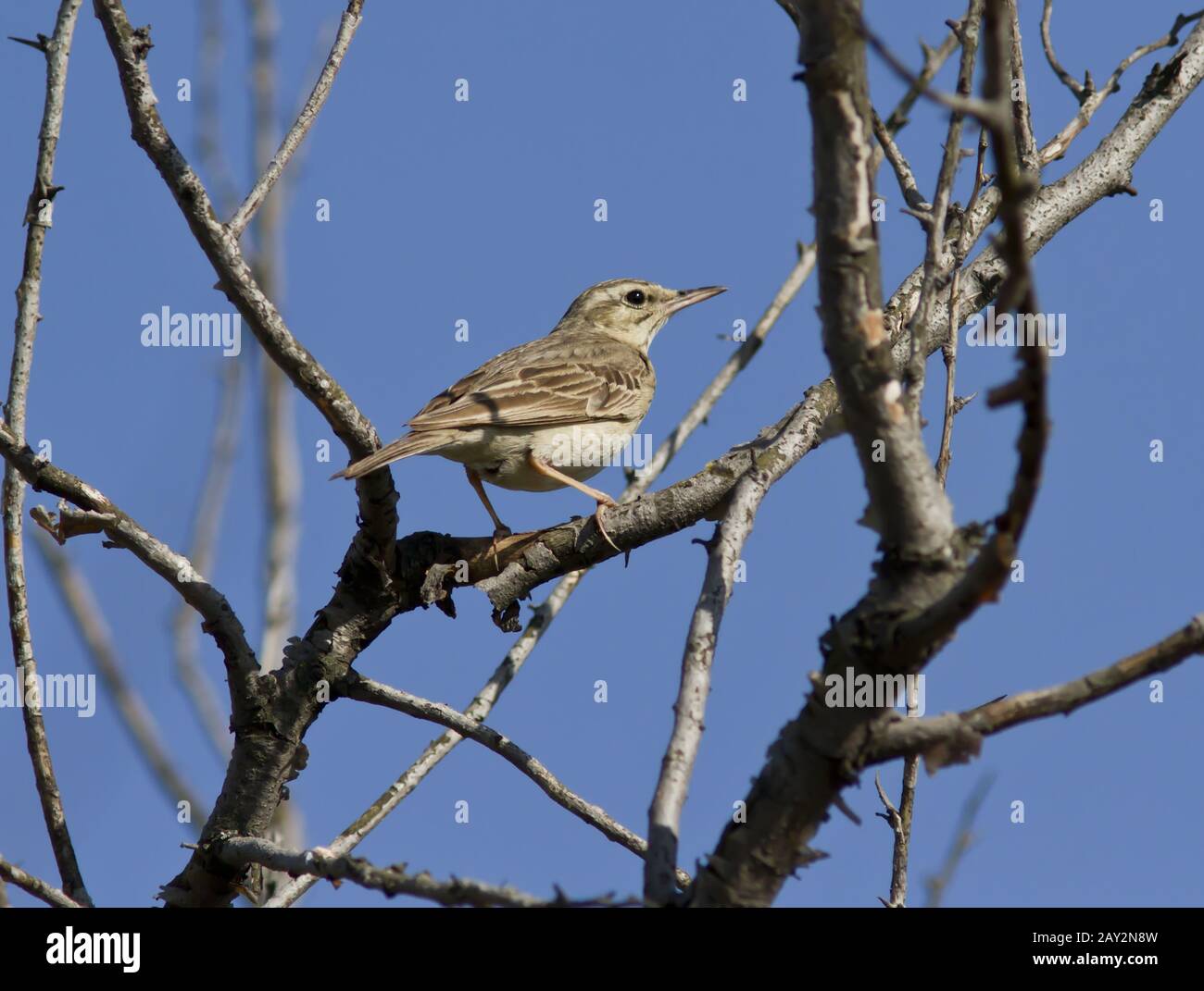 The young bird of the Tawny Pipit sitting deep in the bush. Stock Photo