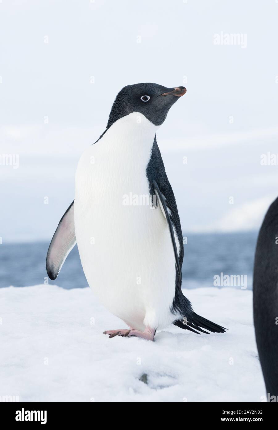 Adelie penguin standing on a ski slope. Stock Photo