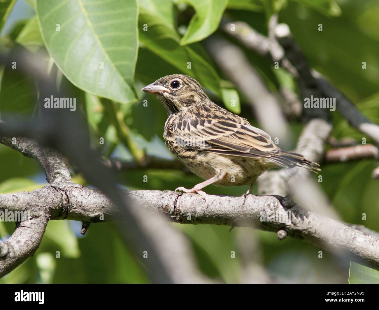 The young bird ortolan sitting deep in the bush. Stock Photo