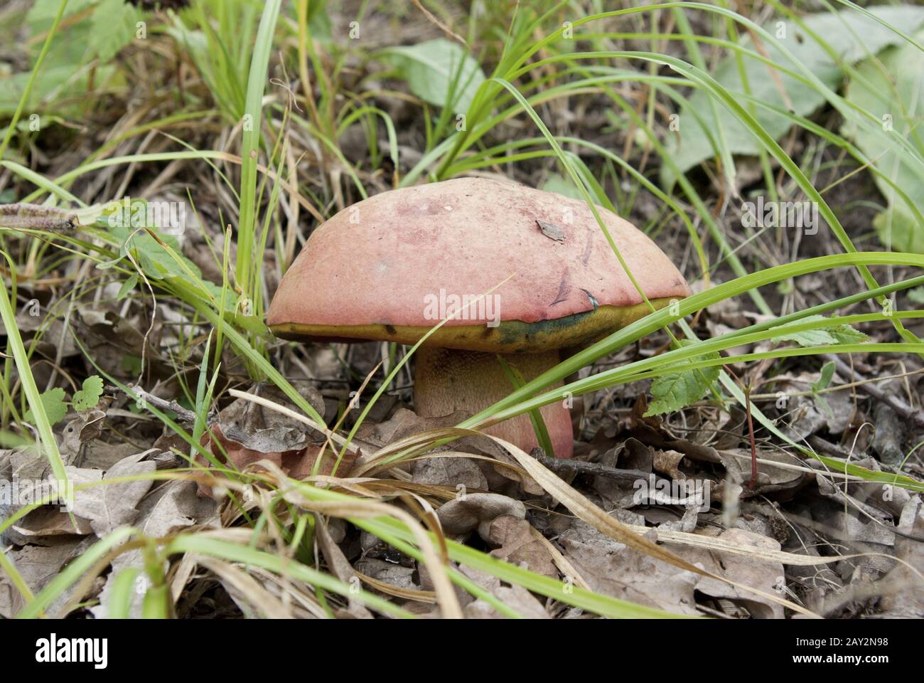 Orange-cap boletus growing in a forest clearing. Stock Photo