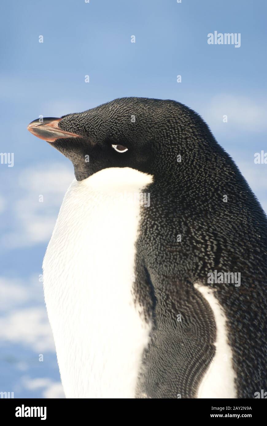 Portrait of an adult Adelie penguin against a blue sky. Stock Photo