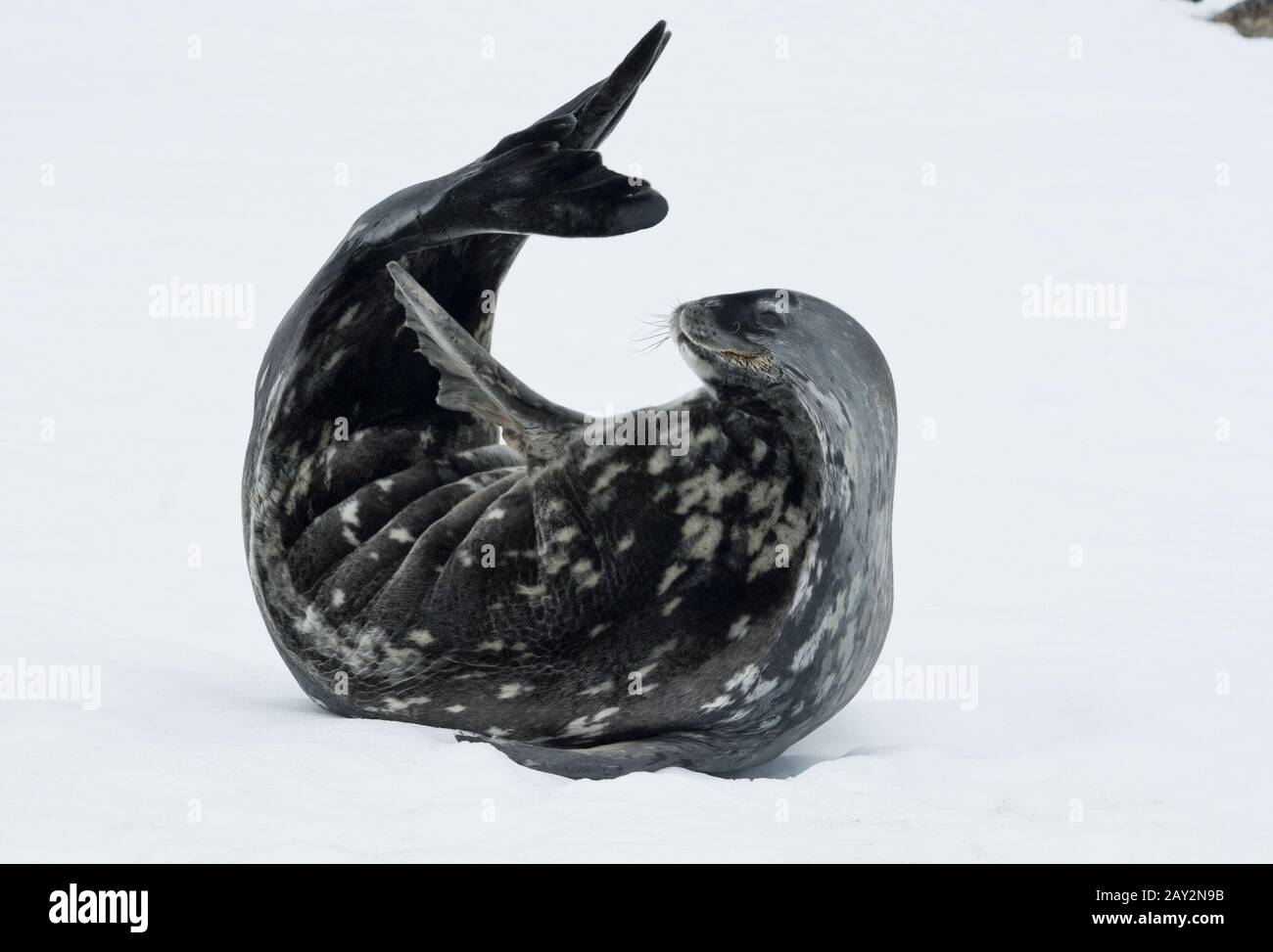 Adult Weddell seal lying on the ice. Stock Photo