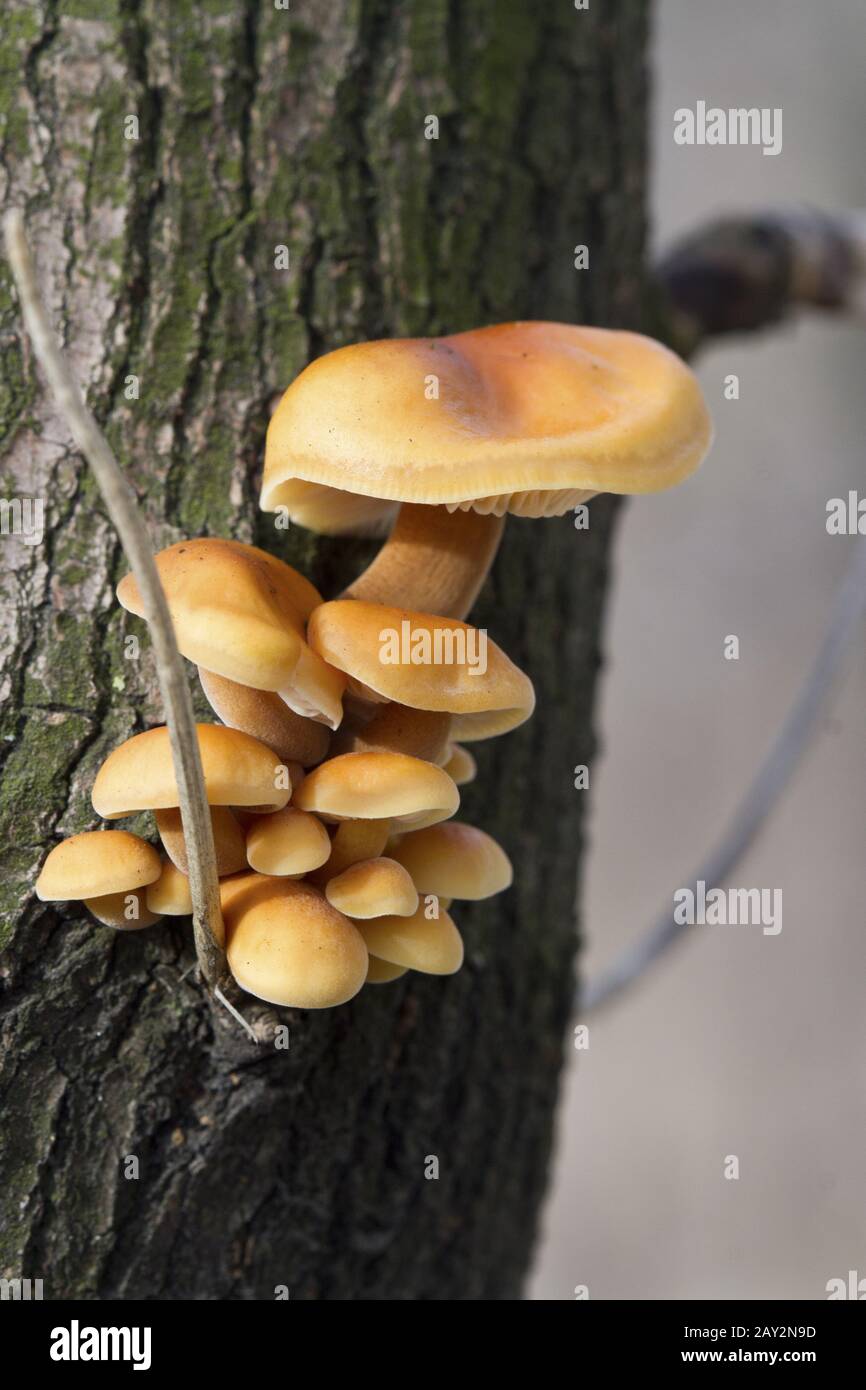 Winter honey agaric growing on a tree. Stock Photo