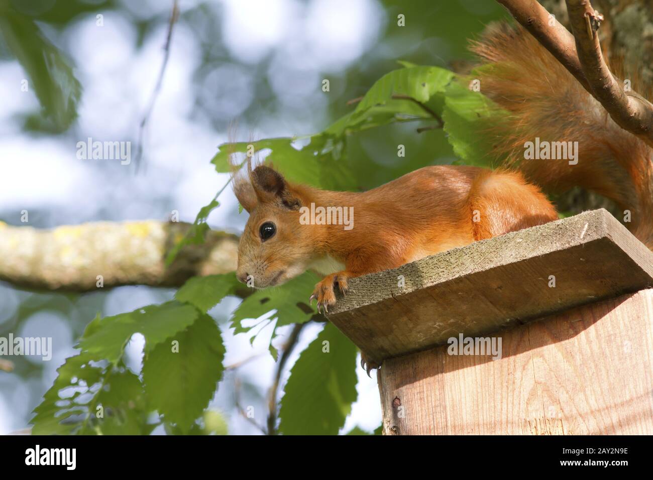 European squirrel sitting on the roof iskustveenoy Bird houses. Stock Photo