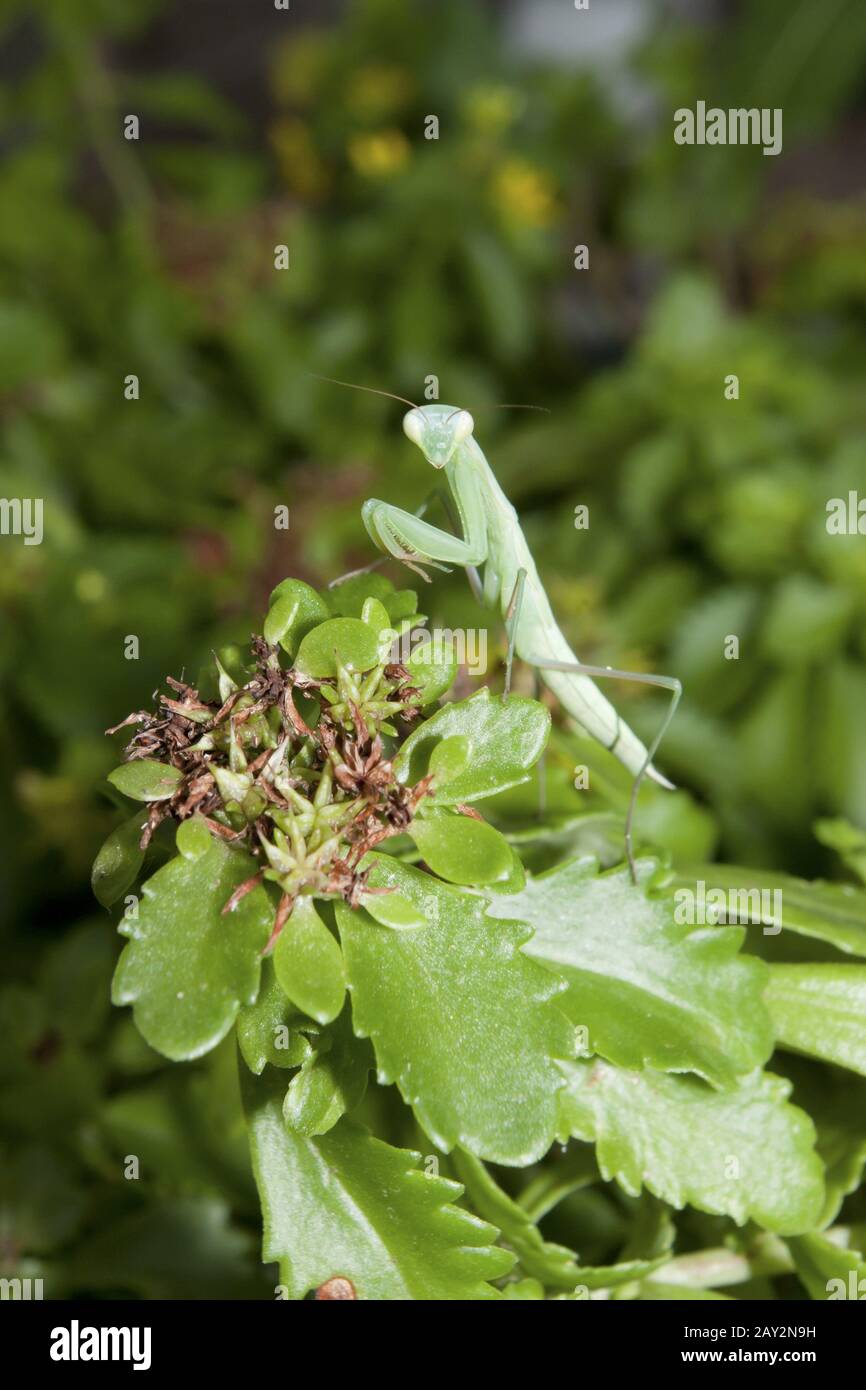 Green mantis sitting in the bush of grass. Stock Photo
