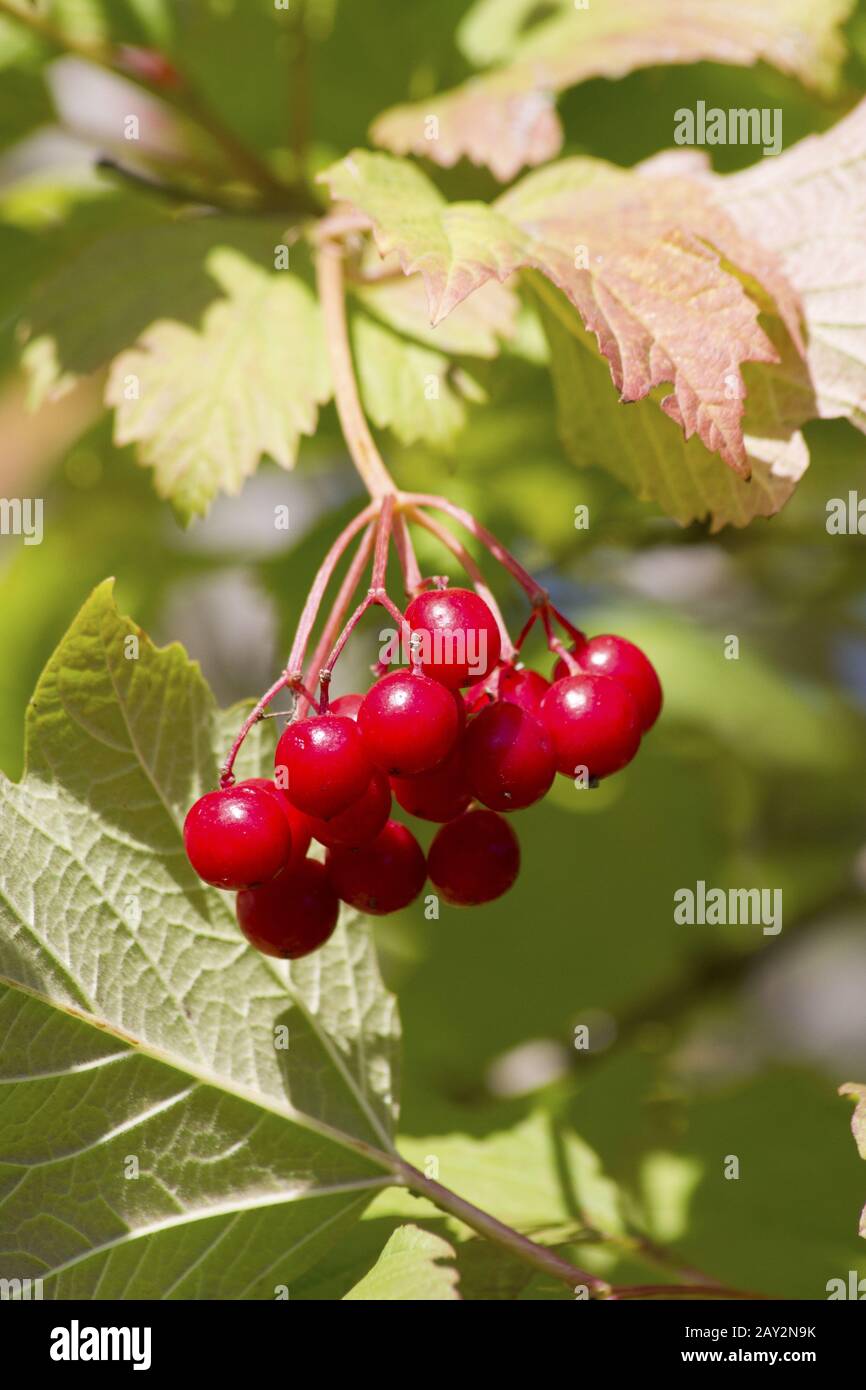A branch of red fruits cranberry sunny autumn day. Stock Photo
