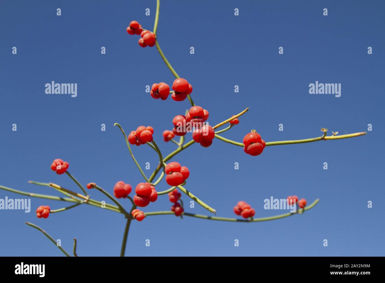 Red fruits of ephedra by the bright sky. Stock Photo