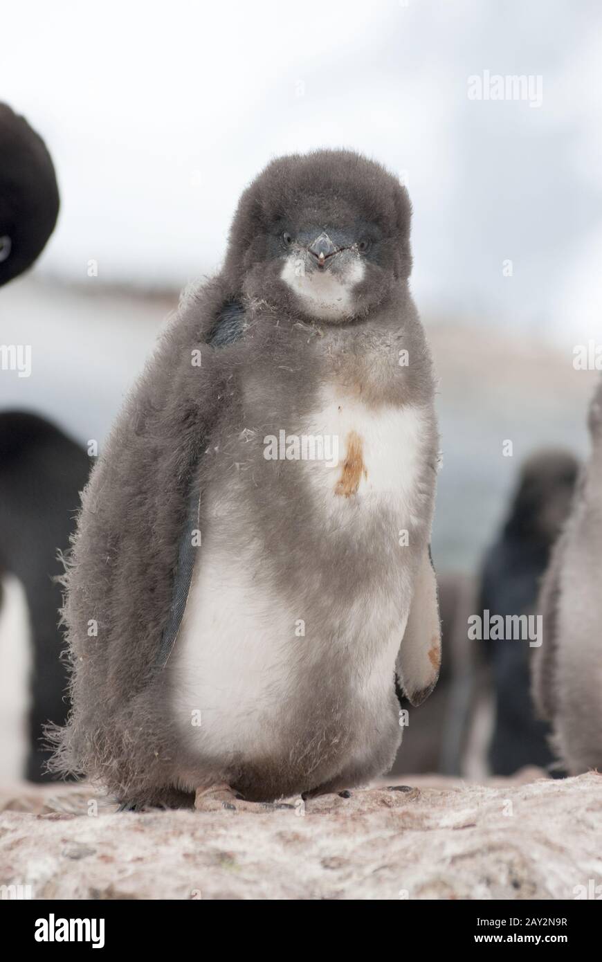 Adelie penguin chick who shed in the colony. Stock Photo