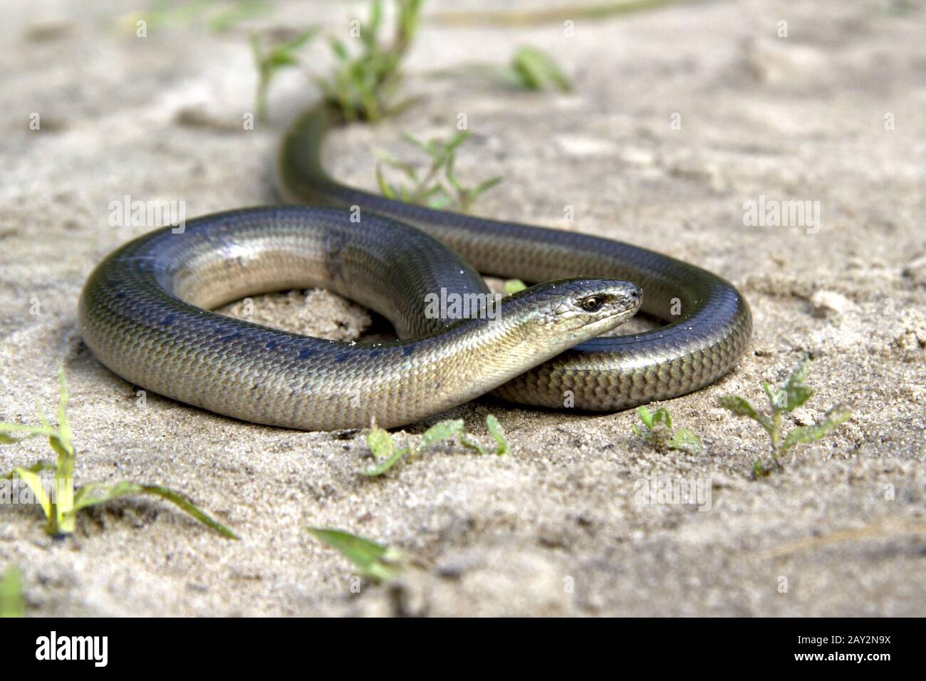 Legless lizard Slow Worm lying on the sand on the edge of the forest. Stock Photo