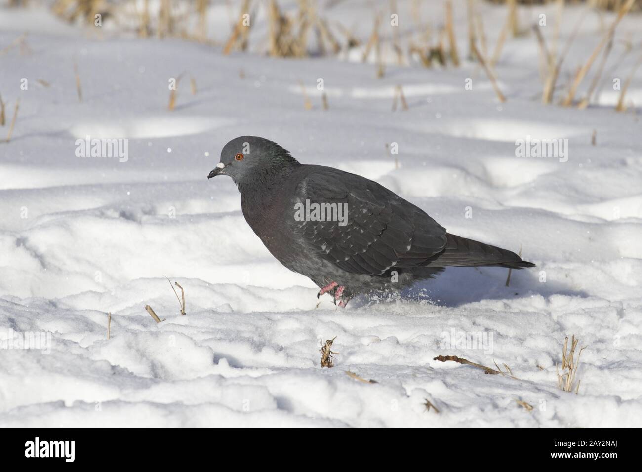 Dove gray running through the snow. Stock Photo