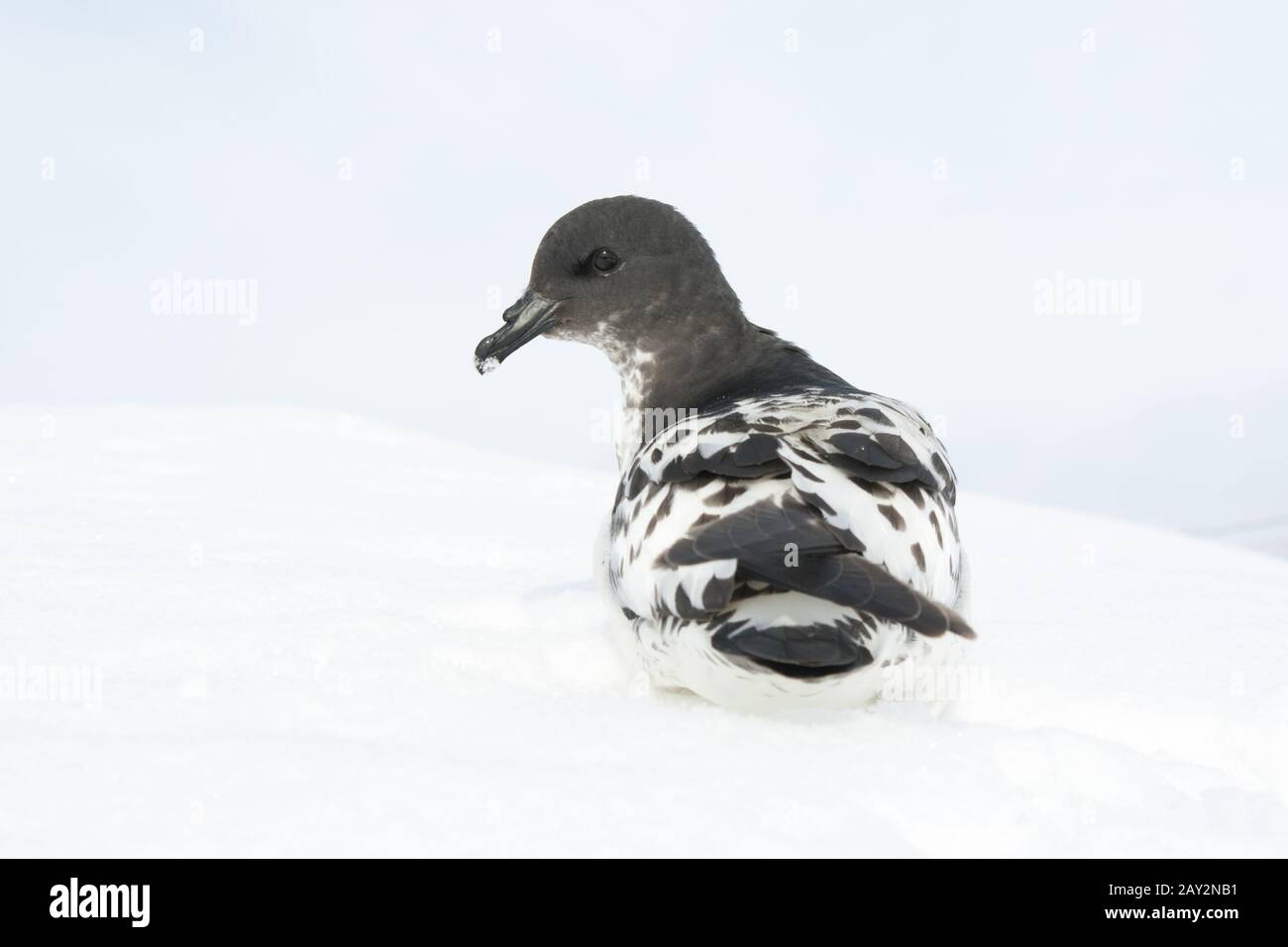 Cape pigeon sitting on a slope in the Antarctic. Stock Photo