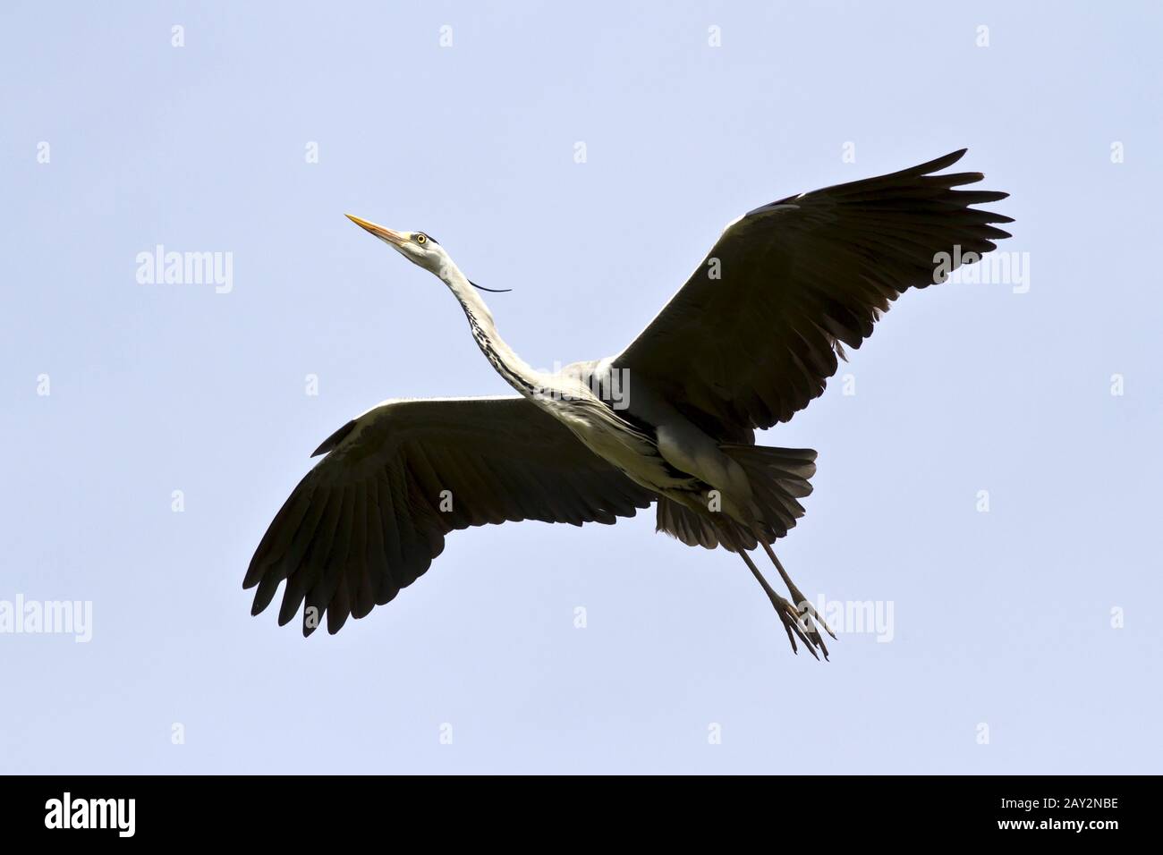 Gray heron soaring over the cloudless sky. Stock Photo