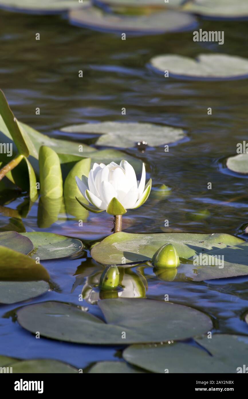 Lily flower on a evening on the floodplain lakes. Stock Photo