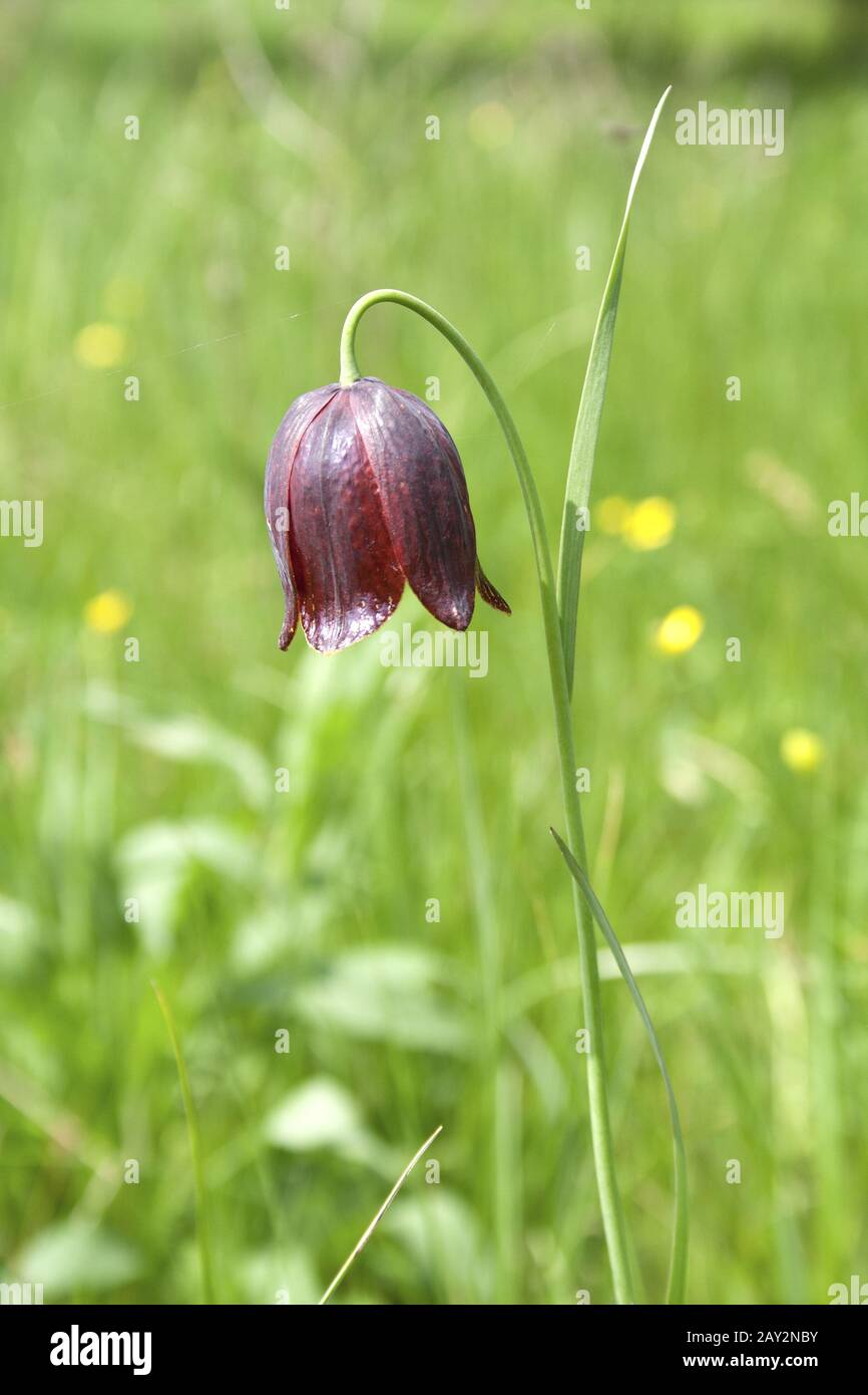 Fritillaria Russian flower in the spring meadow. Stock Photo