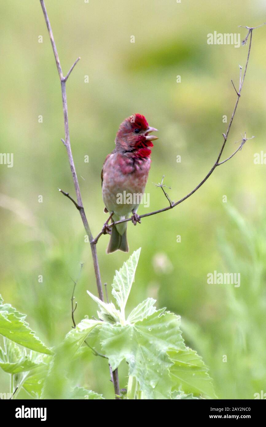 Male Common Rosefinch singing in the meadow. Stock Photo