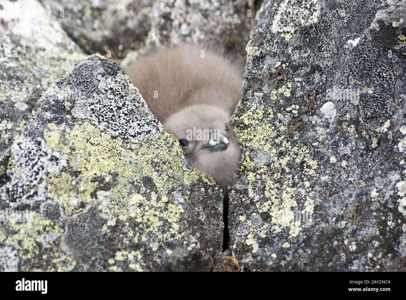 Downy chick South Polar Skua Hidden among the rocks near the nest. Stock Photo