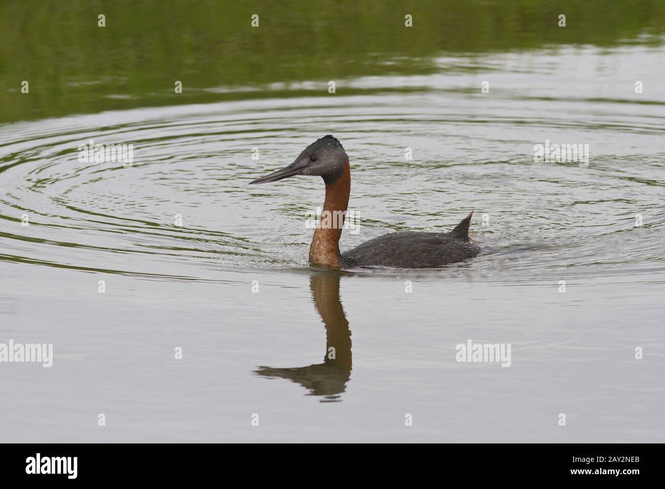 Great Grebe floating on the lake 1 Stock Photo