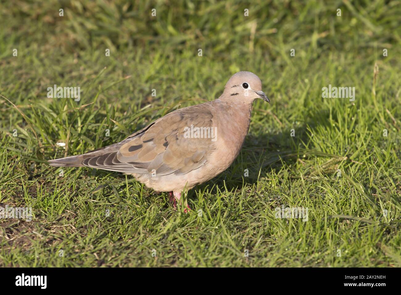 Eared Dove sitting on the green lawn of the Argentine town 1 Stock Photo