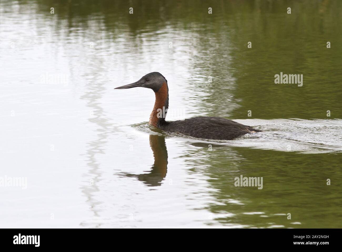 Great Grebe floating on the lake 2 Stock Photo