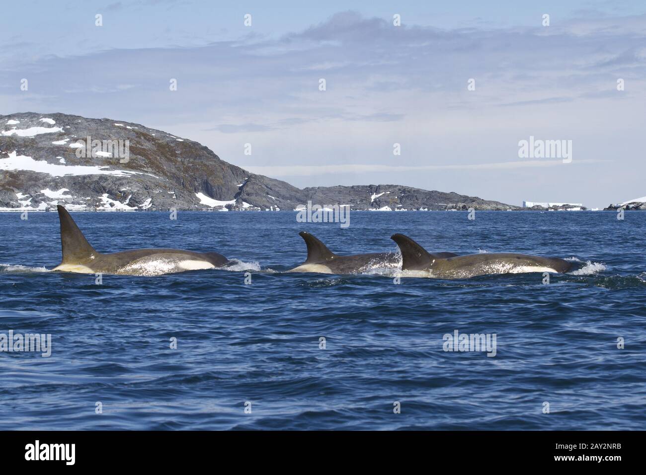 Flock orcas or killer whales swimming along the Antarctic Islands 1 Stock Photo