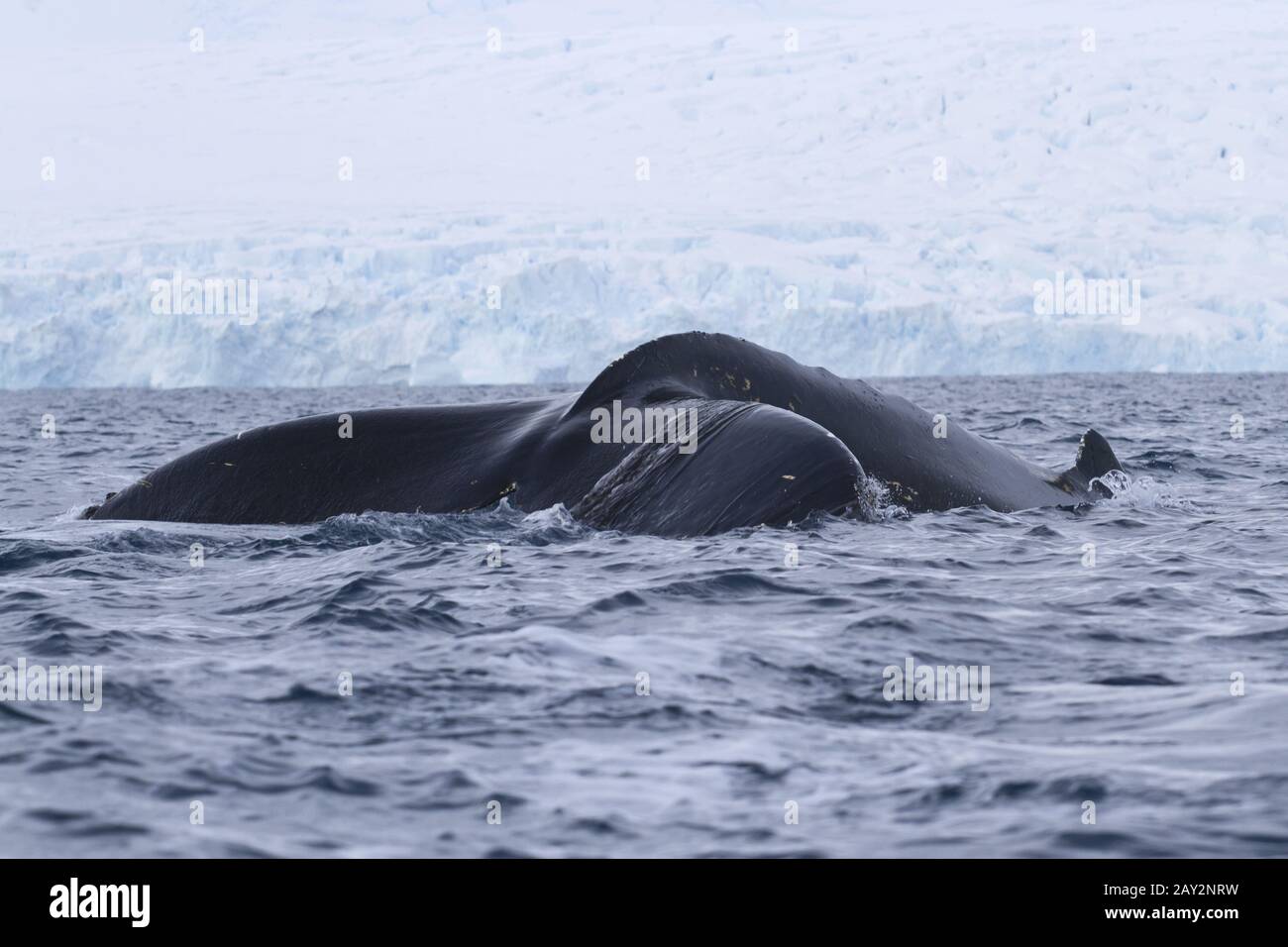 humpback whale tail that dives in Antarctic waters Stock Photo - Alamy