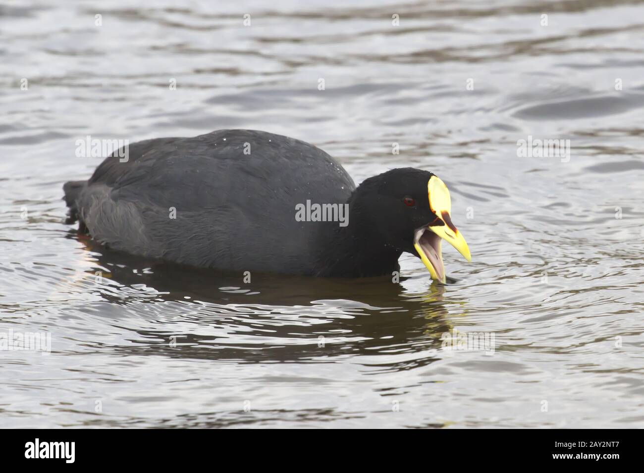 Red-gartered Coot which floats in a pond Stock Photo